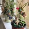 6x Flower Fairies Figure Miniature Garden Resin Ornaments Statue Flowerpot Decor